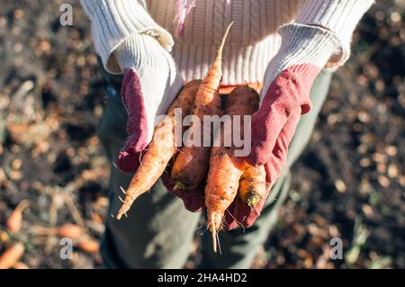 Hände in Arbeitshandschuhen halten frische Karotten Stockfoto