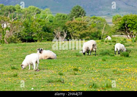 Schwarzkopfschafe, irland, europa Stockfoto