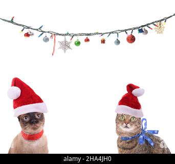 Zwei Katzen, die Weihnachtsmützen tragen, blicken auf Weihnachtslichter und -Ornamente; mit Kopierfläche in der Mitte; auf weißem Hintergrund Stockfoto