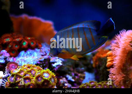 Mimic Eibli Tang – (Acanthurus tristis) Stockfoto