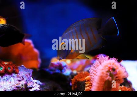 Mimic Eibli Tang – (Acanthurus tristis) Stockfoto