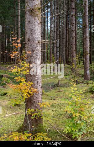 Junge europäische Buche, Nadelwald am barmsee, krün, werdenfelser Land, oberbayern, bayern, deutschland Stockfoto