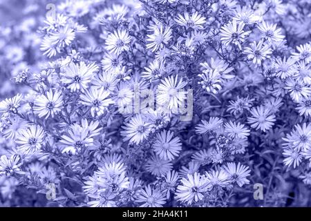 Heller, sehr perifarbener, violetter Aster-Blumenhintergrund. Stockfoto