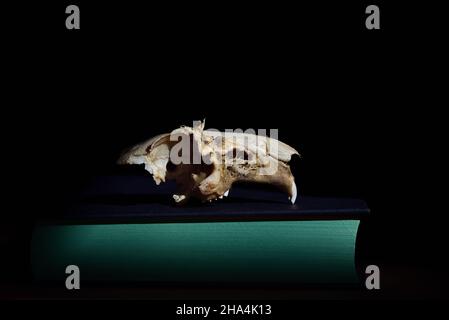 Der knöcherne Schädel einer Ratte liegt vor einem dunklen Hintergrund auf einem geschlossenen Buch mit grünen Seiten als Nahaufnahme Stockfoto