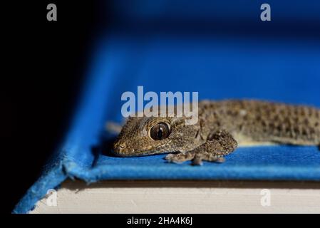 Nahaufnahme einer braunen Eidechse, die auf einem blauen Buch vor dunklem Hintergrund sitzt Stockfoto