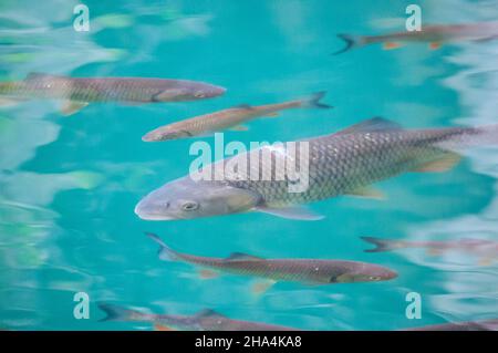 Fische im kristallklaren Wasser Stockfoto