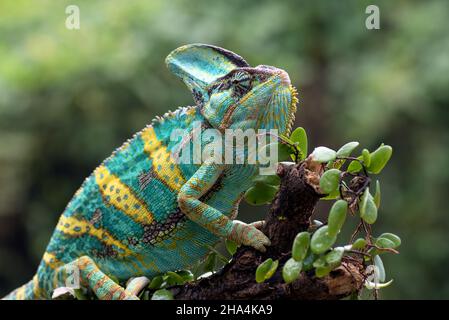 Ein verhülltes Chamäleon, das an einem Baumstamm hängt Stockfoto