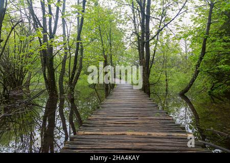 Ein Holzsteg, umgeben von Bäumen, Wasserfällen und viel Grün im plitvice Nationalpark, kroatien Stockfoto