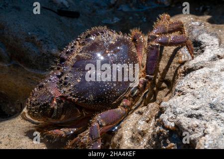 Eine Krabbe auf einem Felsen Stockfoto