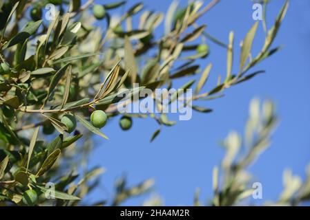 Detailaufnahme und Nahaufnahme von Olivenzweigen mit kleinen grünen Oliven, gegen einen blauen Himmel Stockfoto