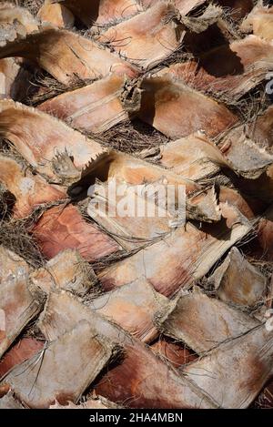 Detail des Stammes einer Palme mit verflochtenen toten Ästen Stockfoto