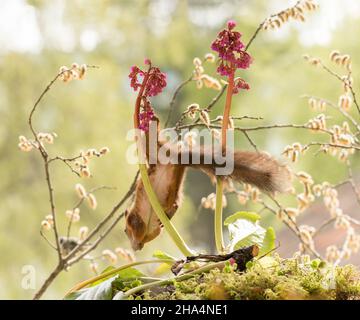 Rotes Eichhörnchen hängt kopfüber von einer Bergenia-Blume Stockfoto