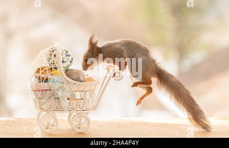 Rotes Eichhörnchen springt auf einen Kinderwagen mit Eiern Stockfoto