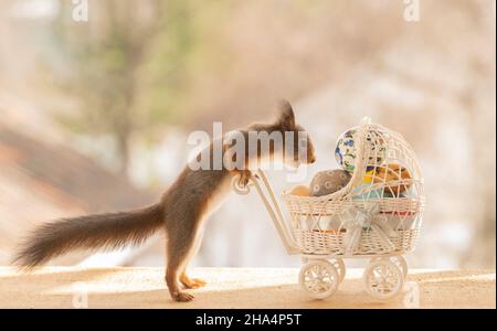Rotes Eichhörnchen springt mit einem Kinderwagen mit Eiern Stockfoto