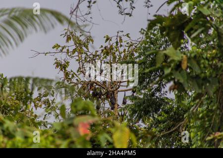 Fliegende Füchse Obst Fledermäuse auf einem Baum in der Nähe des Flusses Kinabatangan, Sabah, Malaysia Stockfoto