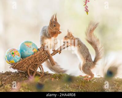 Rote Eichhörnchen halten eine Schubkarre mit Globen Stockfoto