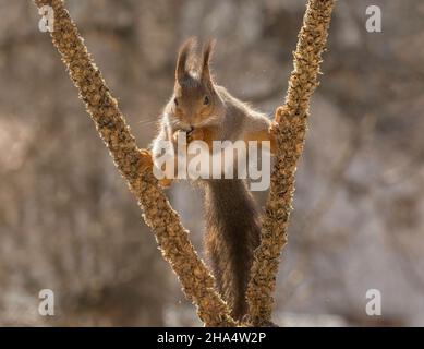 Nahaufnahme eines roten Eichhörnchens, das zwischen zwei Blütenstängel in einer Spaltung steht Stockfoto