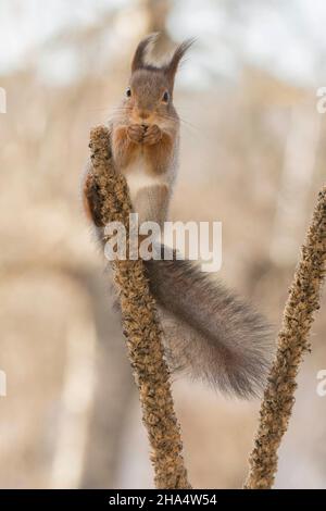 Nahaufnahme eines roten Eichhörnchens, das zwischen zwei Blütenstängel steht und den Betrachter ansieht Stockfoto