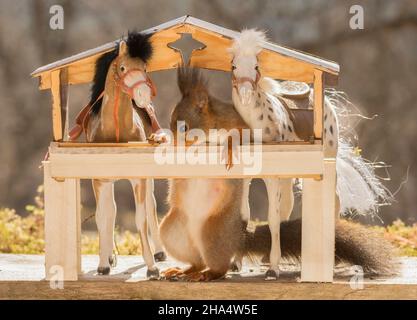 Nahaufnahme des roten Eichhörnchens, das in einem Stall steht und Pferde fressen Stockfoto