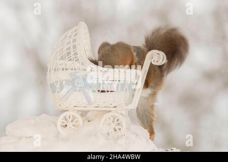 Nahaufnahme von roten Eichhörnchen auf Schnee mit einem Kinderwagen Stockfoto