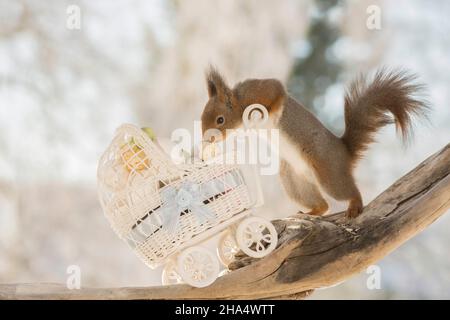 Nahaufnahme des roten Eichhörnchens mit einem Kinderwagen mit Eiern gefüllt Stockfoto