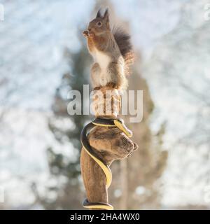 Nahaufnahme des roten Eichhörnchens, das auf einem Baumstamm mit Schädel und Schlange steht Stockfoto