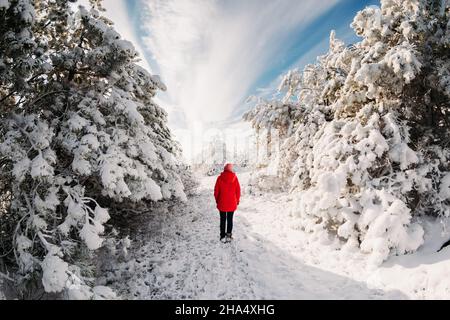 Allein stehende Frau mit verschneiten Bäumen im Winterwald. Weihnachtszeit reist Stockfoto