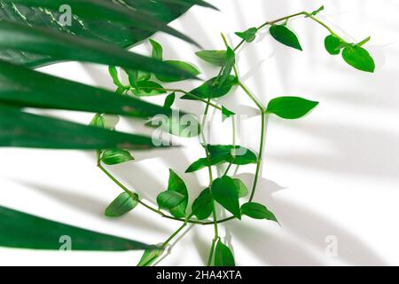 Grüne Pflanzen Hintergrund für den Sommer Stockfoto