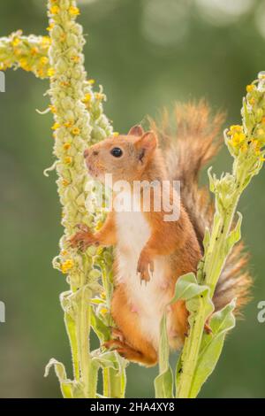 Nahaufnahme eines roten Eichhörnchens zwischen Blütenzweigen Stockfoto