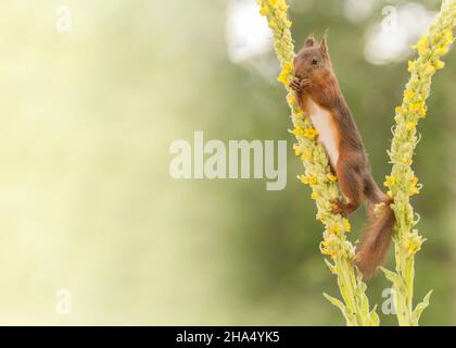 Eichhörnchen steht auf einem Zweig mit Blüten Stockfoto