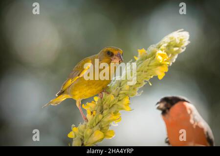 Konzentrieren Sie sich auf Grünfink, der auf einer Blume steht und einen verschwommenen männlichen Gimpel anschaut Stockfoto