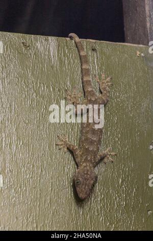 Gecko auf einem Holzbrett, Sabah, Malaysia Stockfoto