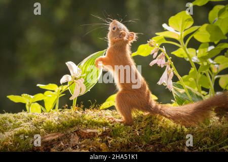 Nahaufnahme des roten Eichhörnchens, das mit Blumen und Rücklicht aufsteht Stockfoto