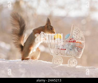 Rotes Eichhörnchen steht mit einem Kinderwagen und Eiern Stockfoto
