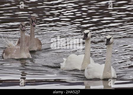 Die vierköpfige Familie der Trumpeter Swans mit erwachsenen Eltern und zwei jungen Schwanen schwimmt ruhig auf dem Teich in Jackson, Wyoming, in den Vereinigten Staaten Stockfoto