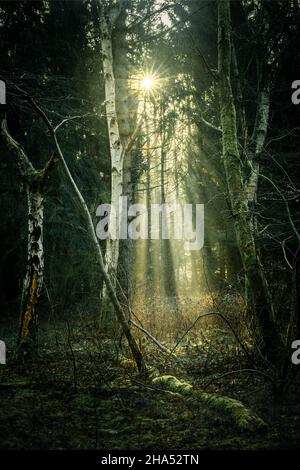 Sonnenstrahlen zwischen Birken im nebligen Barkeler Busch-Wald, Schortens, Friesland, Niedersachsen, Deutschland, Europa Stockfoto