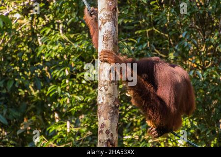 Bornean Orangutan Pongo pygmaeus im Semenggoh Nature Reserve, Borneo Island, Malaysia Stockfoto