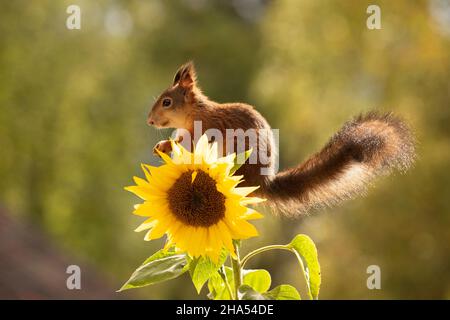 Rotes Eichhörnchen steht auf einer Sonnenblume Stockfoto
