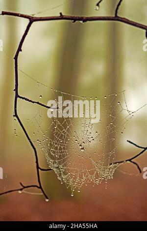 Spinnennetz im Wald bei freudenburg, Naturpark saar-hunsrück, rheinland-pfalz, deutschland Stockfoto