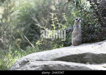 Ein Erdmännchen ruht auf hohem Gras im Schatten eines großen Busches, der auf einem Felsen thront Stockfoto