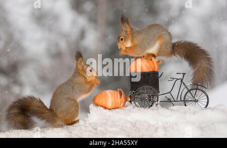 Nahaufnahme von roten Eichhörnchen auf einem Zyklus mit einer riesigen Eichel und einer unter Stockfoto