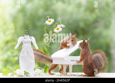 Eichhörnchen spielend mit einer Klavier Stockfoto