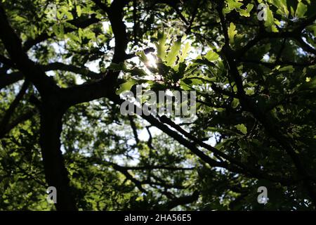 Sonne scheint im Sommer durch grüne Eichenblätter (Peebles, Schottland) Stockfoto