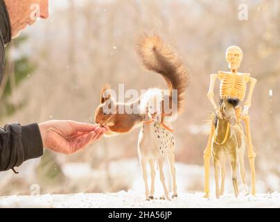 Rotes Eichhörnchen sitzt auf einem Pferd und Mann mit einem Schwert Stockfoto