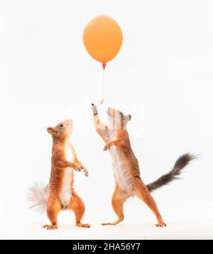 Rote Eichhörnchen greifen unter einem orangefarbenen Ballon nach einer Nuss Stockfoto