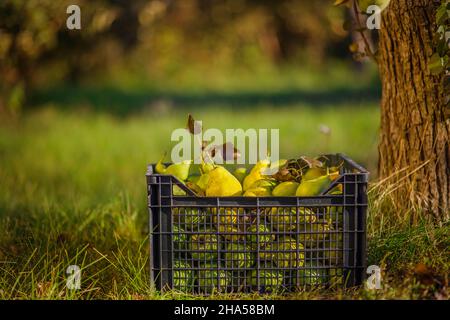 Birnen in einer schwarzen Plastikbox, von Hand genommen. Saisonale Ernte im Garten. Stockfoto