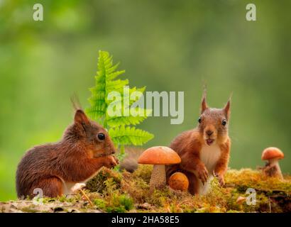 Rote Eichhörnchen stehen mit Pilzen Stockfoto