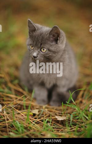 Schwarz-weißes Kätzchen, das auf dem grünen Gras ruht. Stockfoto