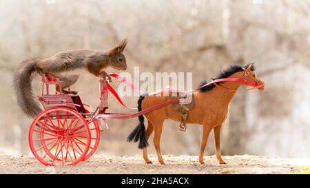 Rotes Eichhörnchen sitzt auf einer Kutsche mit einem Pferd Stockfoto