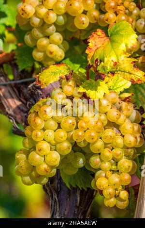 Trauben im Weinberg bei rehlingen,oberrmosel,moseltal,rheinland-pfalz,deutschland Stockfoto